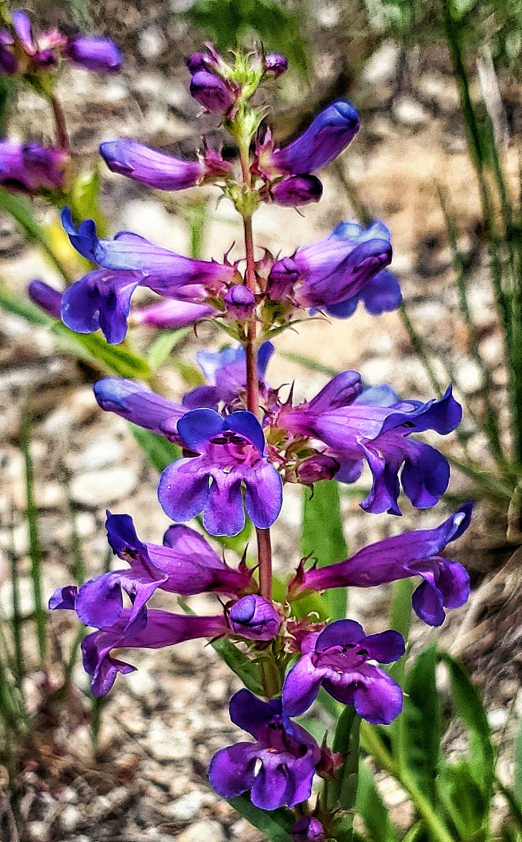 Wasatch Penstemon